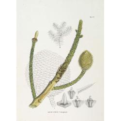 Araucaria Cuninghamii.