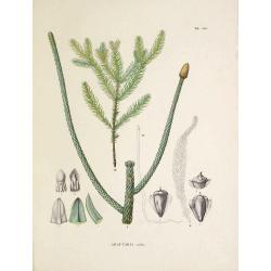 Araucaria excelsa.