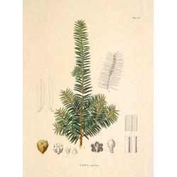 Taxus cuspidata.