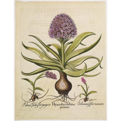 Old map image download for Hyacinthus stellatus peruanus.