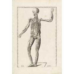 Anatomical print. TAB.XXIV.