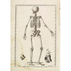 Anatomical print. TAB. XXXXIV.