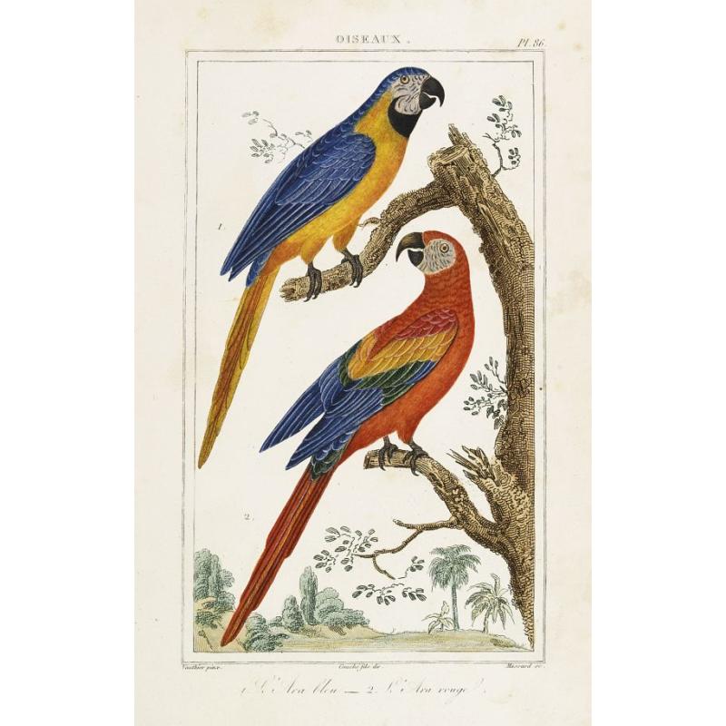 OISEAUX. 1. L'Ara bleu - 2. L'Ara rouge.