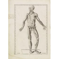 Anatomical print. TAB. XXXII.