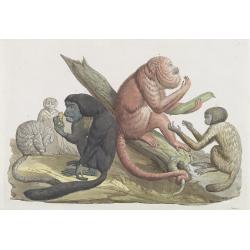 [ Douroucoulis monkey of Spanish Guinea ].