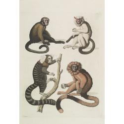 [ Monkeys from Brazil ].