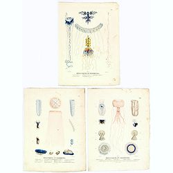 Mollusques et Zoophytes. [plates XIX, XXX, XXXI]