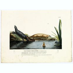 Nouvelle-Hollande: Nouvelle Galles du Sud. . [plate XXXIV]