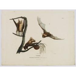 Timor. Rhinolophe Crumenifere. [plate XXXV]