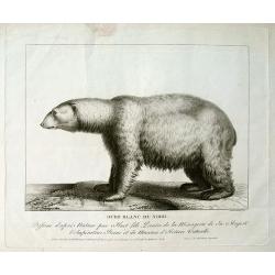 Ours blanc du nord. Dessine d'apres nature par Huet fils peintre de la menagerie de sa majeste. . .