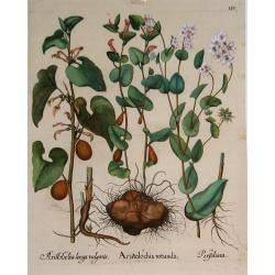 Besler Copper Plate Botanical Engraving