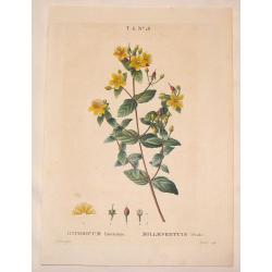 Hypericum Hircinum, Millepertuis Setide.