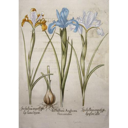 Old map image download for Iris Bulbosa Anglicana flore coeruleo.