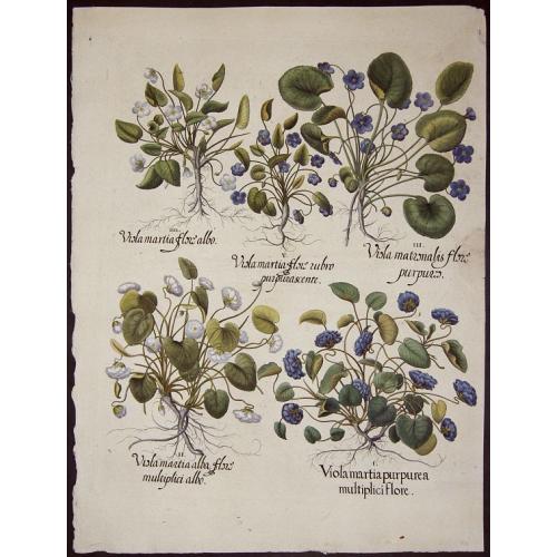 Old map image download for Viola martia purpuria multiplici flore..