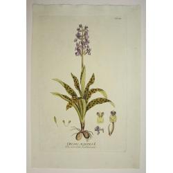 Orchis Mascula L./ Das maennliche Knabenkraut.