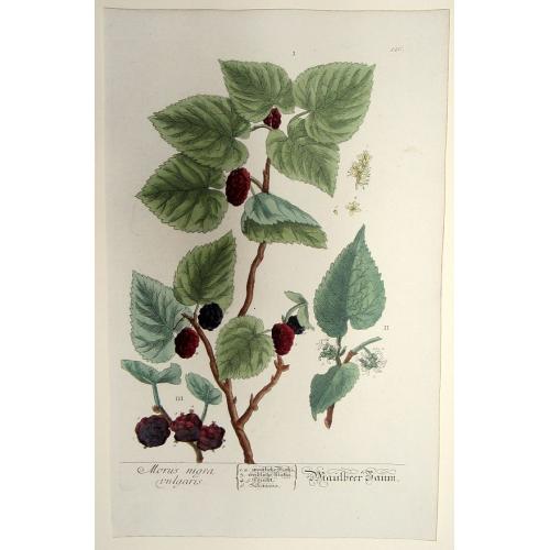 Old map image download for Morus nigra vulgaris. Maulbeer Baum. [Mulberry tree]