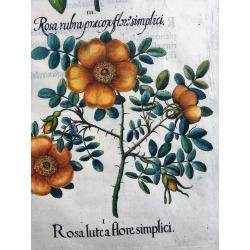 Rosa lutea flore simplici [Austrian Brier]; Rosa Cinnamomea [Cinnamon Rose]; Rosa rubra præcox flore simplici [Wild Alpine Rose]; Rosa præcox spinosa flore albo [Burnet Rose]
